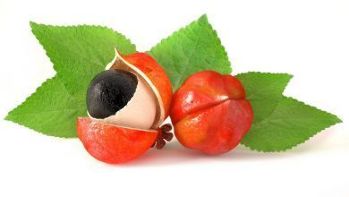 A guarana gyümölcs a Gigant fő összetevője