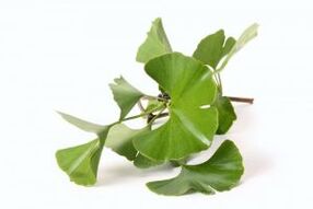 ginkgo biloba a pénisz megnagyobbítására